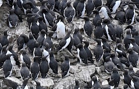 Guillemots Treshnish Isles by Guide Linsey Bland