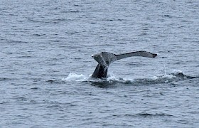 Humpback Whale by Guide Lynsey Bland