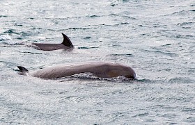 Northern Bottlenose Whale by guest Steve Lloyd