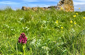 Purple Orchid and Ruin at Monach Isles by Guide Lynsey Bland