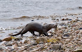 An Otter with catch taken by guest Martin Dixon