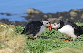 "Puffin Live" taken by guest Mel Rogers
