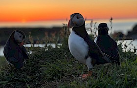 Puffins at sunset by Skipper James Fairbairns