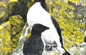 Razorbill with chick by Guide Linsey Bland