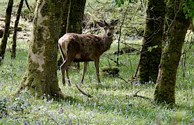 Red Deer and Stag by Guide Will Smith