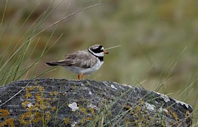 Ringed Plover by Guide Will Smith
