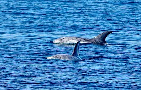 Risso Dolphins by Guide Will Smith
