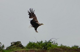 White - tail eagle by Guide Will Smith