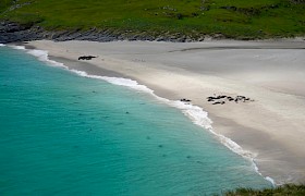 Seals hauled up on Mingulay Beach by Guide Will Smith