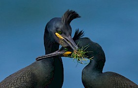 Shags by guest Brian Fairbrother