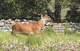 Stag on the Isle of Rum, Small Isles by Guide Lynsey Bland