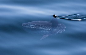 Sunfish taken by guest Steve Lloyd