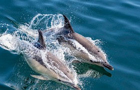 Dolphins taken by guest Serena Stewart from Elizabeth G