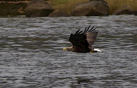White tailed eagle by guest Martin Dixon