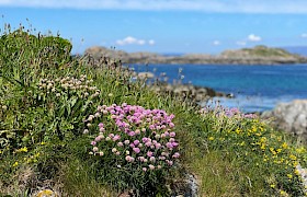 Thrift on Cairns of Coll (Photo James Fairbairns)