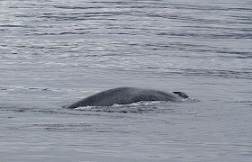 Blue Whale Conor Ryan