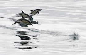 Dolphins Conor Ryan