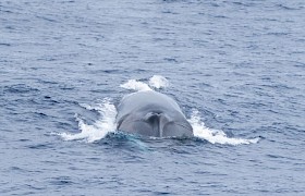 Fin Whale Conor Ryan