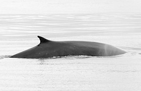 Fin Whale Conor Ryan