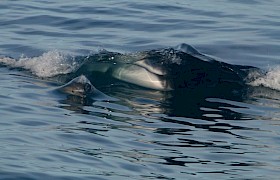 Fin Whale with Common Dolphin Conor Ryan