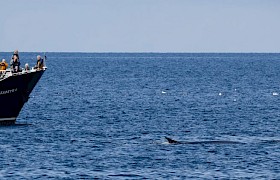 Elizabeth G with Fin Whale Mike Roberts