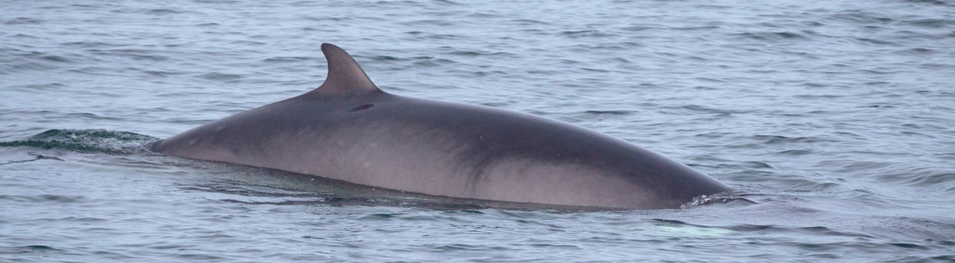 minke whale mull alexa kershaw