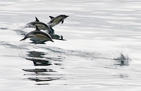 Common Dolphins