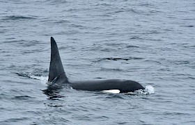 Orca (Photo guide Lynsey Bland)