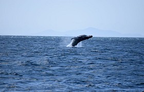 Breaching Humpback (Photo guide Zoe Stevenson)