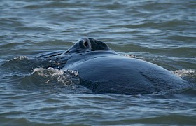 Humpback Whale