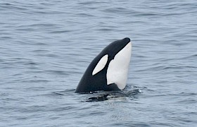Orca (Photo James Fairbairns)