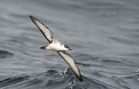 Great Shearwater