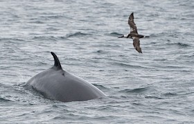 Minke Whale and Juvenile Gannet