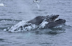 lunge feeding humpback whale
